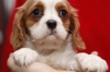 Cavalier King Charles Spaniel puppies